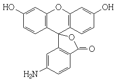 6- 氨基熒光素（FITC）