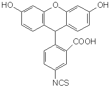5-異硫氰酸熒光素（FITC）