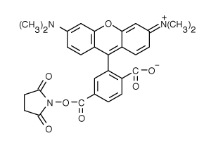 5-TAMRA|6-羧基四甲基羅丹明琥珀酰亞胺酯
